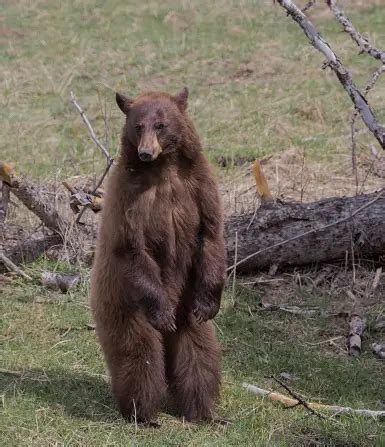 osos desnudos|Oso a la vista 